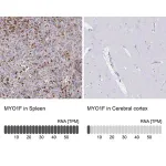 Merck Anti-MYO1F antibody produced in rabbit