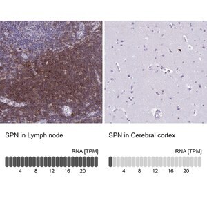 Merck Anti-SPN antibody produced in rabbit