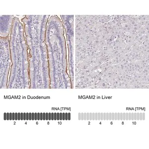 Merck Anti-MGAM2 antibody produced in rabbit