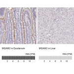 Merck Anti-MGAM2 antibody produced in rabbit