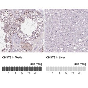 Merck Anti-CHST3 antibody produced in rabbit