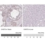 Merck Anti-CHST3 antibody produced in rabbit
