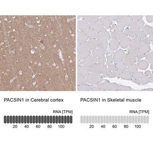Merck Anti-PACSIN1 antibody produced in rabbit