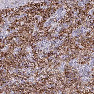 Merck Anti-FCGR3A antibody produced in rabbit