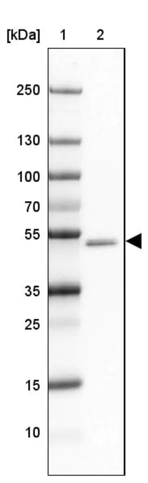 Merck Anti-GABRA1 antibody produced in rabbit
