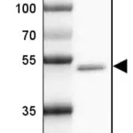 Merck Anti-GABRA1 antibody produced in rabbit