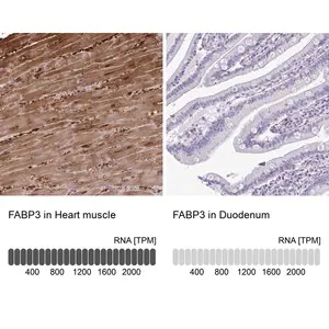 Merck Anti-FABP3 antibody produced in rabbit