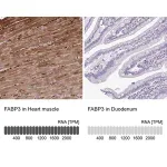 Merck Anti-FABP3 antibody produced in rabbit