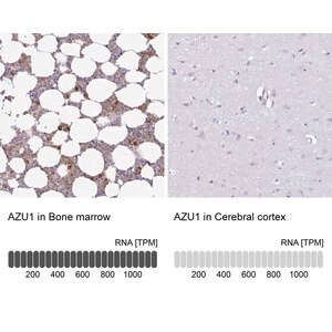 Merck Anti-AZU1 antibody produced in rabbit
