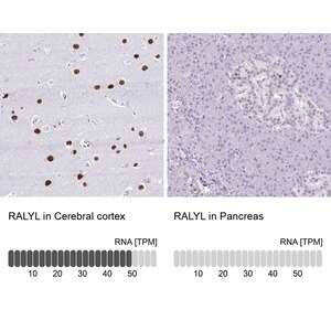 Merck Anti-RALYL antibody produced in rabbit