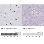 Merck Anti-RALYL antibody produced in rabbit