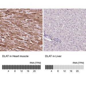 Merck Anti-DLAT antibody produced in rabbit