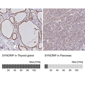 Merck Anti-SYNCRIP antibody produced in rabbit