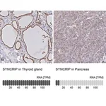 Merck Anti-SYNCRIP antibody produced in rabbit