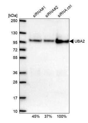 Merck Anti-UBA2 antibody produced in rabbit