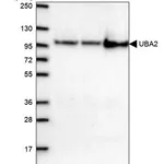 Merck Anti-UBA2 antibody produced in rabbit