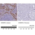 Merck Anti-HOMER3 antibody produced in rabbit