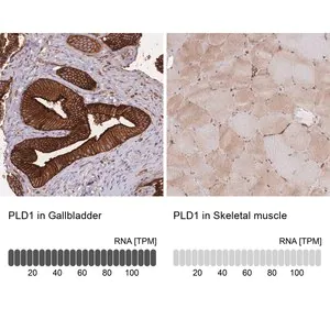 Merck Anti-PLD1 antibody produced in rabbit