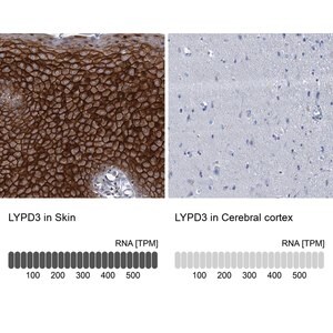 Merck Anti-LYPD3 antibody produced in rabbit