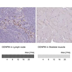 Merck Anti-CENPM antibody produced in rabbit