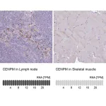 Merck Anti-CENPM antibody produced in rabbit