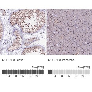 Merck Anti-NCBP1 antibody produced in rabbit