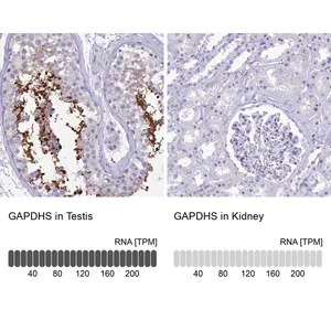 Merck Anti-GAPDHS antibody produced in rabbit
