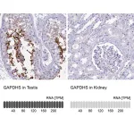 Merck Anti-GAPDHS antibody produced in rabbit