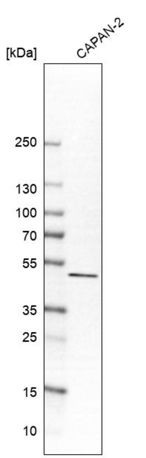 Merck Anti-SULT2B1 antibody produced in rabbit