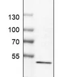 Merck Anti-SULT2B1 antibody produced in rabbit