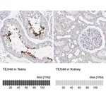 Merck Anti-TEX44 antibody produced in rabbit