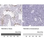 Merck Anti-TMCO5A antibody produced in rabbit