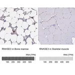 Merck Anti-RNASE3 antibody produced in rabbit