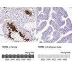Merck Anti-PRM2 antibody produced in rabbit