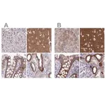 Merck Anti-EPB41L1 antibody produced in rabbit