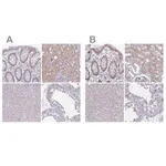 Merck Anti-RBL1 antibody produced in rabbit