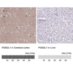 Merck Anti-PGM2L1 antibody produced in rabbit