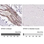 Merck Anti-EFHD1 antibody produced in rabbit