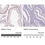 Merck Anti-GRID2 antibody produced in rabbit