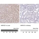 Merck Anti-AKR1D1 antibody produced in rabbit