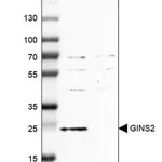 Merck Anti-GINS2 antibody produced in rabbit