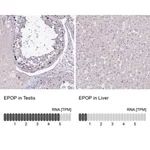 Merck Anti-EPOP antibody produced in rabbit