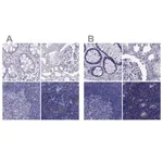 Merck Anti-PSMB11 antibody produced in rabbit