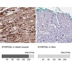 Merck Anti-SYNPO2L antibody produced in rabbit
