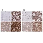 Merck Anti-RPS15 antibody produced in rabbit