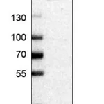 Merck Anti-CNTNAP4 antibody produced in rabbit