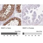 Merck Anti-REEP1 antibody produced in rabbit