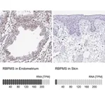 Merck Anti-RBPMS antibody produced in rabbit
