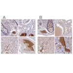 Merck Anti-HGFAC antibody produced in rabbit