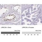 Merck Anti-LRRC36 antibody produced in rabbit
